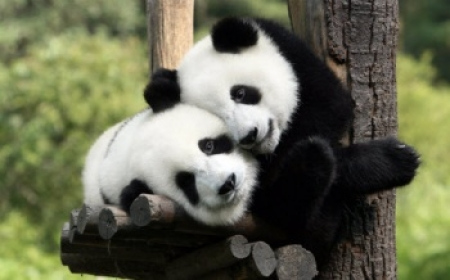 中国租借给马来西亚的两只大熊猫“凤仪”和“福娃”21日将抵马。
