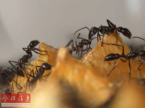 蚂蚁