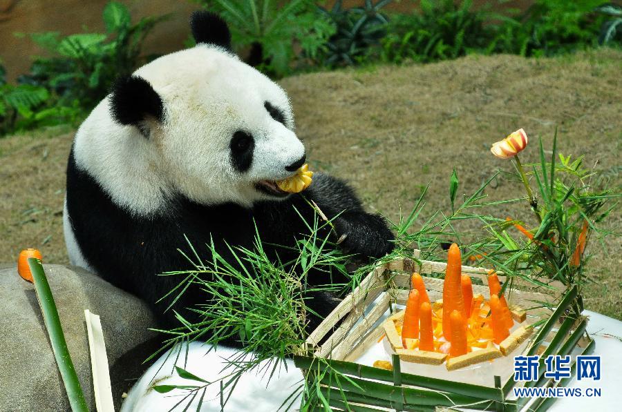 （国际）（1）马来西亚动物园为大熊猫“兴兴”与“靓靓”庆生