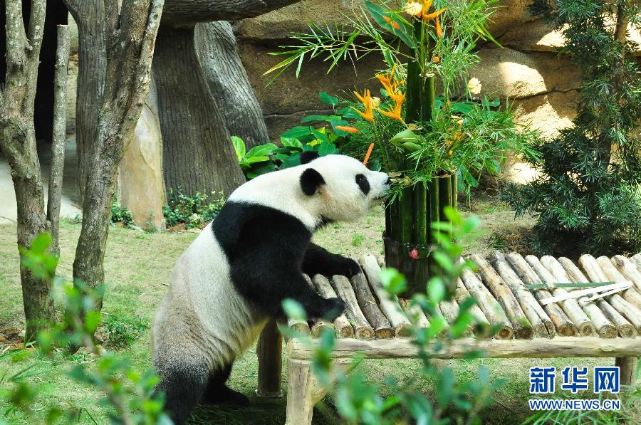 （国际）（2）马来西亚动物园为大熊猫“兴兴”与“靓靓”庆生