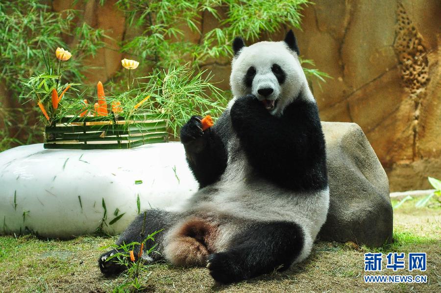 （国际）（3）马来西亚动物园为大熊猫“兴兴”与“靓靓”庆生
