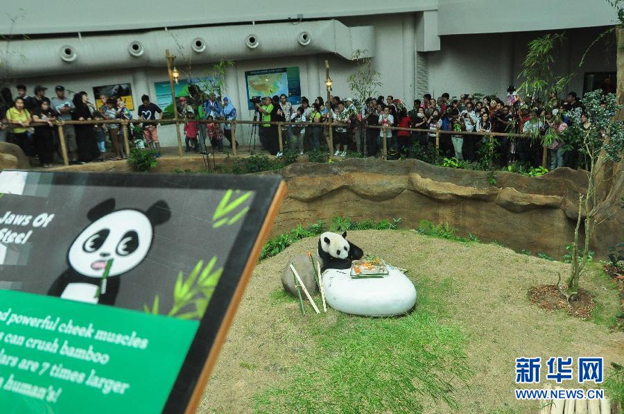 （国际）（4）马来西亚动物园为大熊猫“兴兴”与“靓靓”庆生