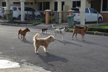 马来西亚一猴子和狗成好朋友和平相处同散步（图）