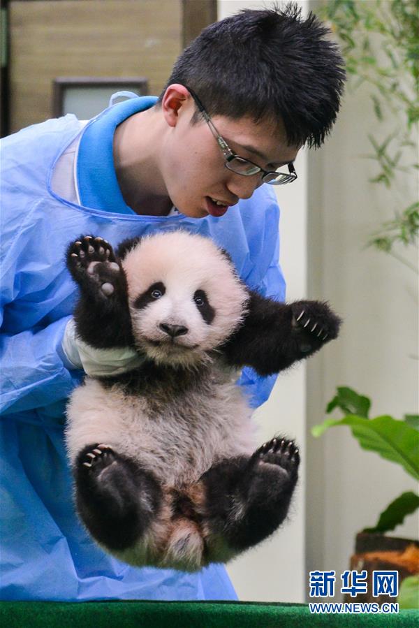 （国际）（3）中国旅马大熊猫宝宝今起亮相