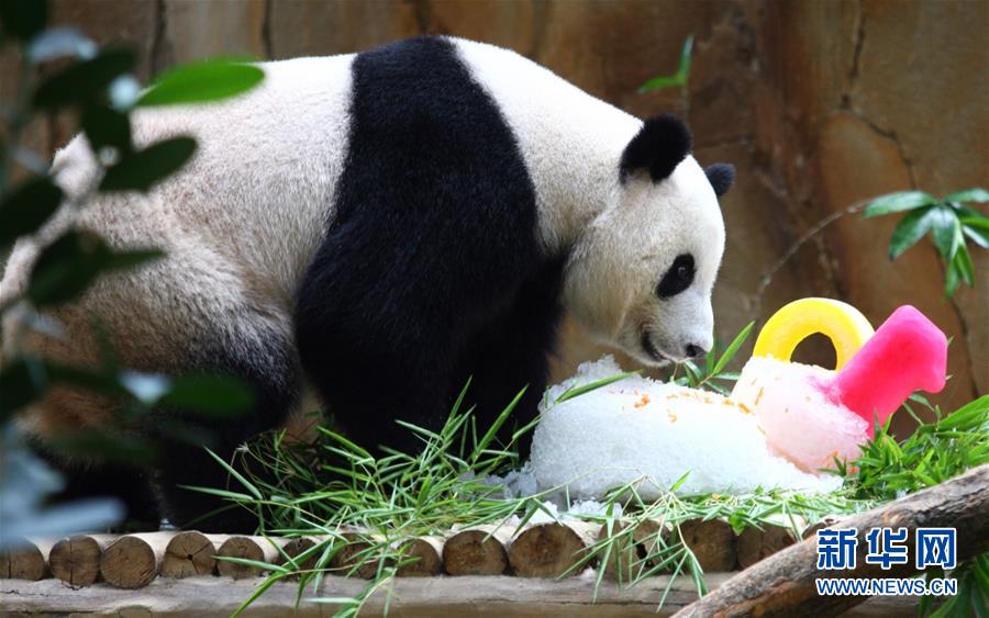 （国际）（1）马来西亚动物园为大熊猫“兴兴”与“靓靓”庆生