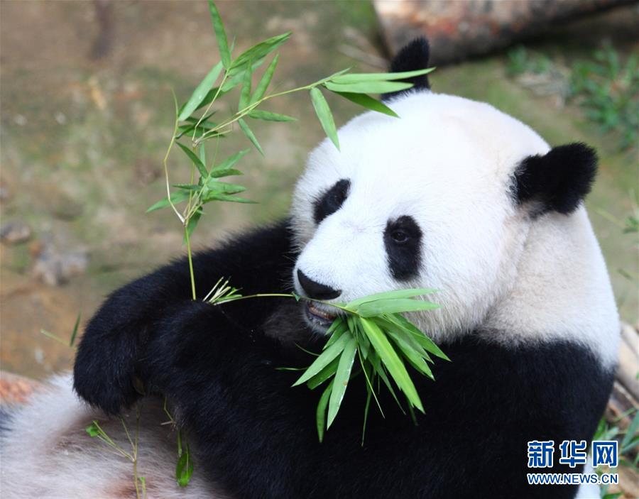 （国际）（2）马来西亚动物园为大熊猫“兴兴”与“靓靓”庆生