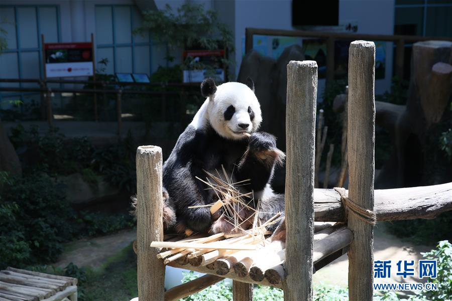 （国际）（3）旅马大熊猫“靓靓”诞下第二只宝宝
