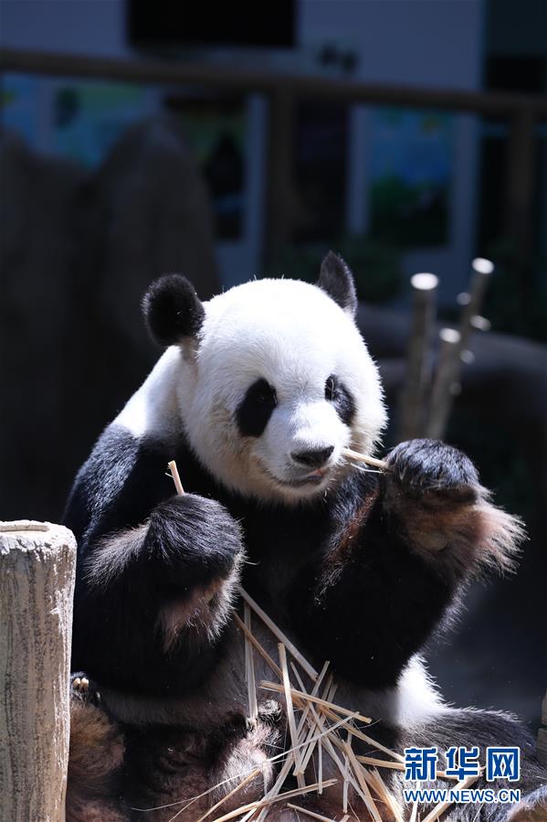 （国际）（4）旅马大熊猫“靓靓”诞下第二只宝宝