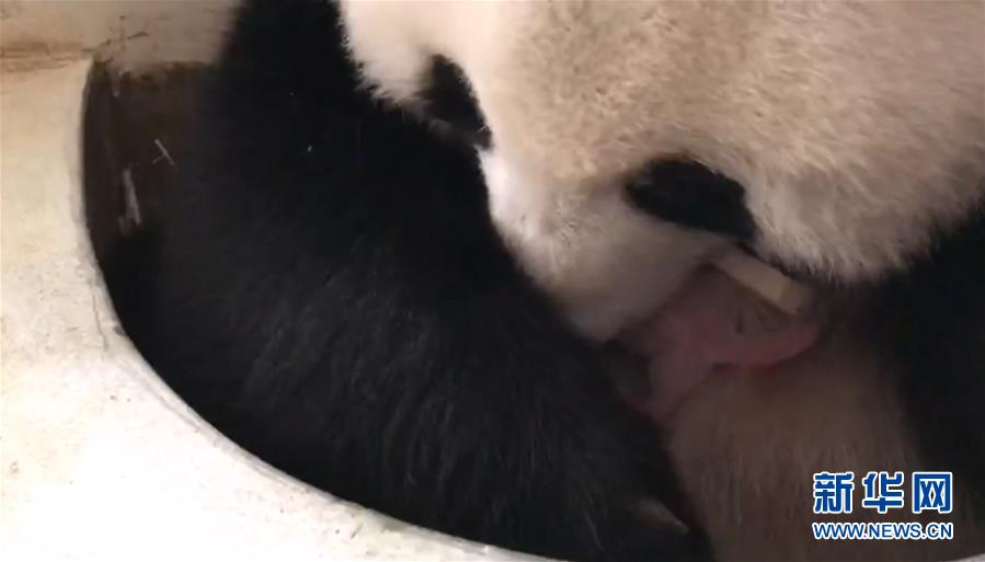 （国际）（5）旅马大熊猫“靓靓”诞下第二只宝宝