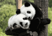 馬來動物園建“豪宅” 迎接兩只中國大熊貓(圖)