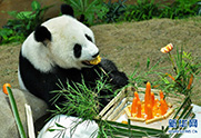 马来西亚动物园为大熊猫“兴兴”与“靓靓”庆生