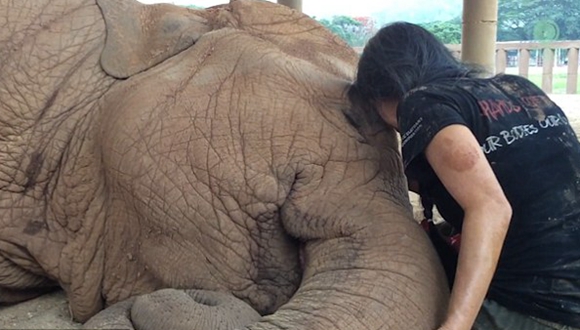 暖心！泰女子轻哼摇篮曲伴大象入眠