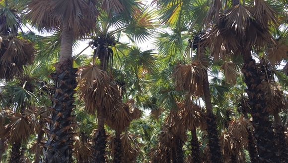 图片故事：树与人，泰国碧武里的糖棕