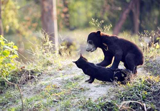 真实版动画《森林王子》 泰国上演
