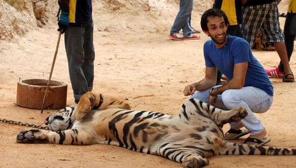 泰国&ldquo;虎庙&rdquo;争议难平 野生动物部门开始转移老虎