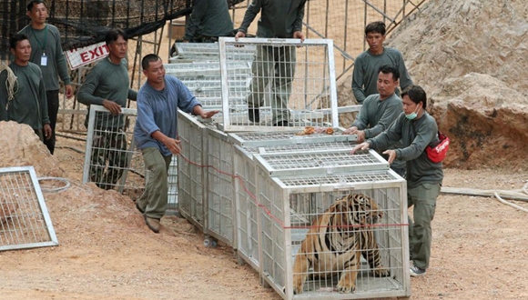 泰国一寺庙养137只老虎引争议 政府动手强迁