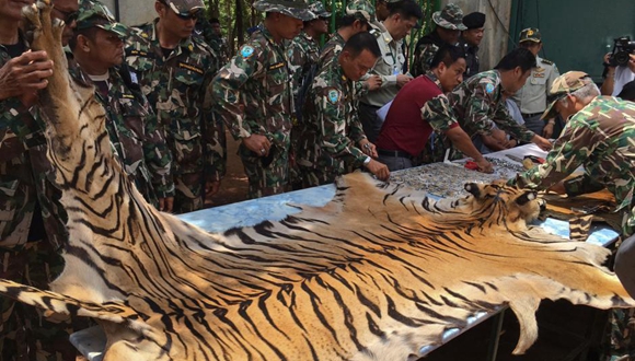 泰&ldquo;虎庙&rdquo;丑闻发酵 再发现虎皮和虎制品