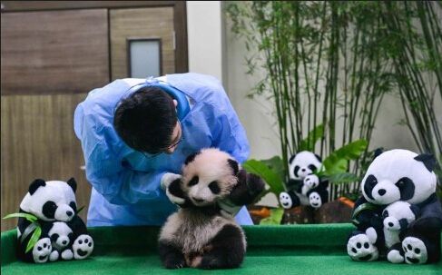 马来西亚：熊猫宝宝初登场 酣睡不动惹人爱