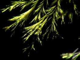 《看不见的厨房》:牛人的显微摄影实践