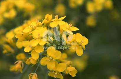 身临其境的美 油菜花把大地装扮成迷人的花海