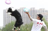 南京举办飞盘狗世界杯 “中国好狗狗”秀身姿