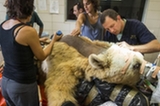 以色列动物园为棕熊做脊椎手术(组图)