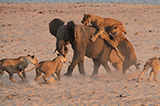 非洲大象“单挑”14只饥饿猛狮 惊险逃生(高清组图)