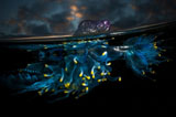 英国摄影师舍命拍摄海洋致命水母神秘光彩(高清组图)